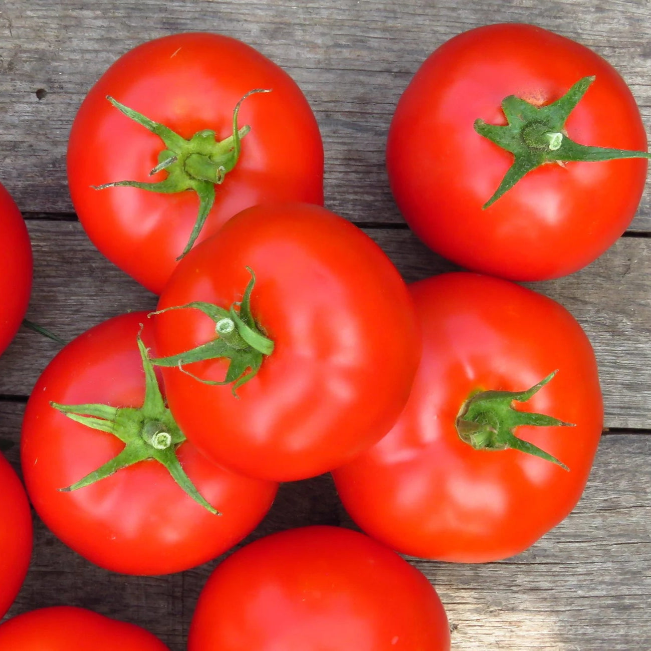 Tomato Heirloom Moneymaker Vegetable Seeds