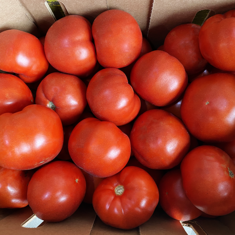 Tomato F1 Sachriya Vegetable Seeds