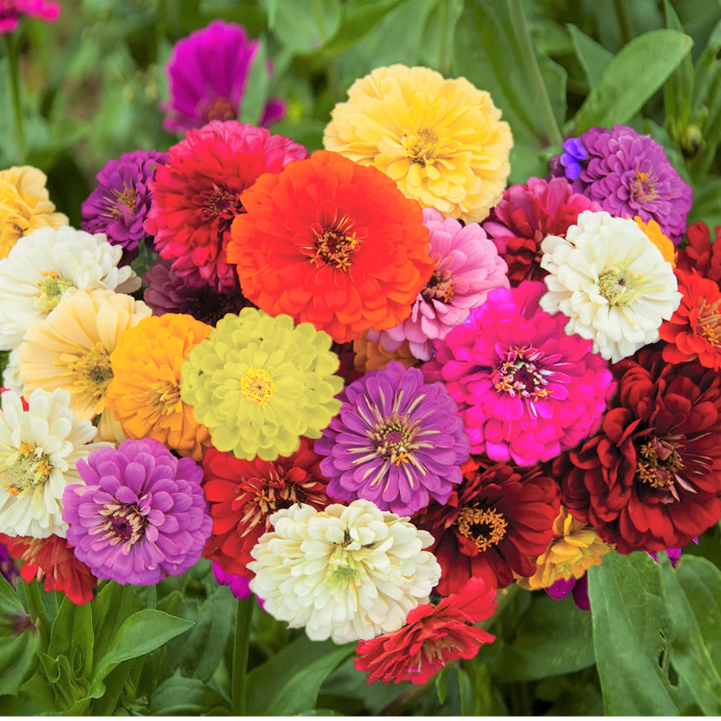 Zinnia F1 Elegans Giant Mixed Summer Flower Seeds