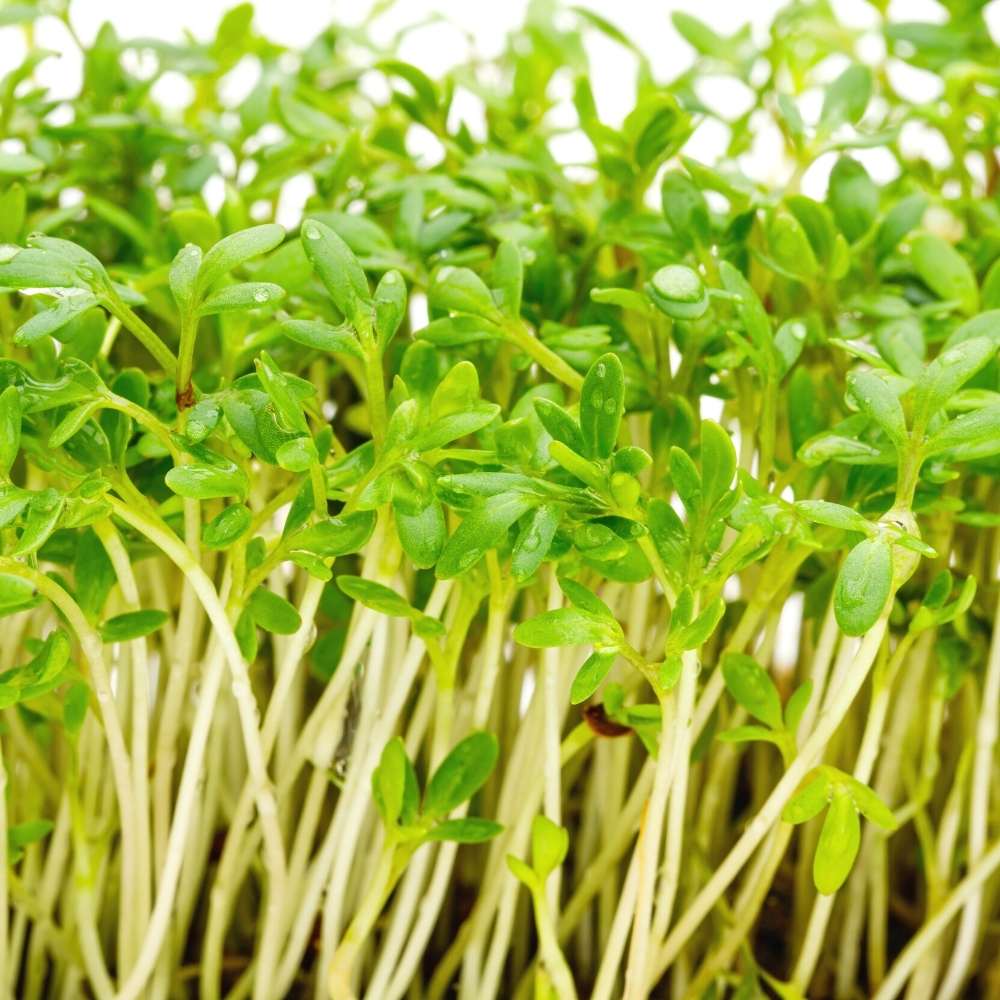 Cress Common Leaf Microgreens Seeds