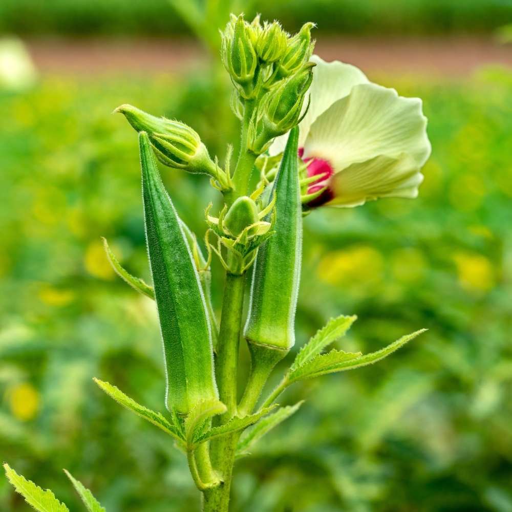 Okra F1 Hybrid Vasant 4 Vegetable Seeds