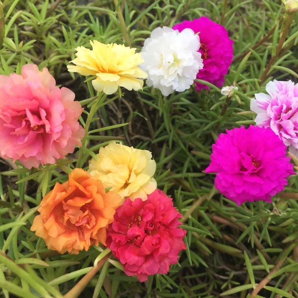 Portulaca Double Mixed Flower Seeds