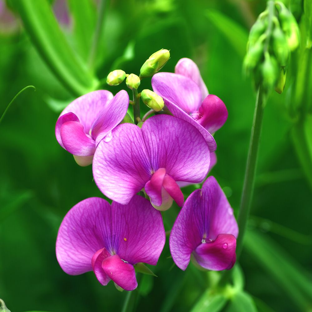 Sweet Peas Flower Seeds - Vibrant, Fragrant, and Easy to Grow