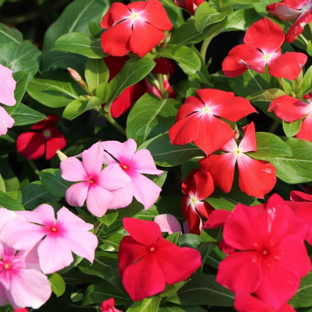 Vinca Periwinkle Mixed Flower Seeds