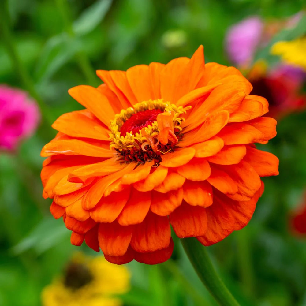 Zinnia F1 Elegans Orange Summer Flower Seeds