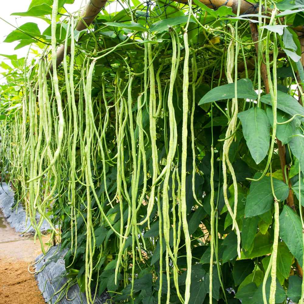 Yard Long Beans Imported Thailand Vegetable Seeds