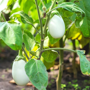 Brinjal F1 Aveo Round Eggplant Seeds