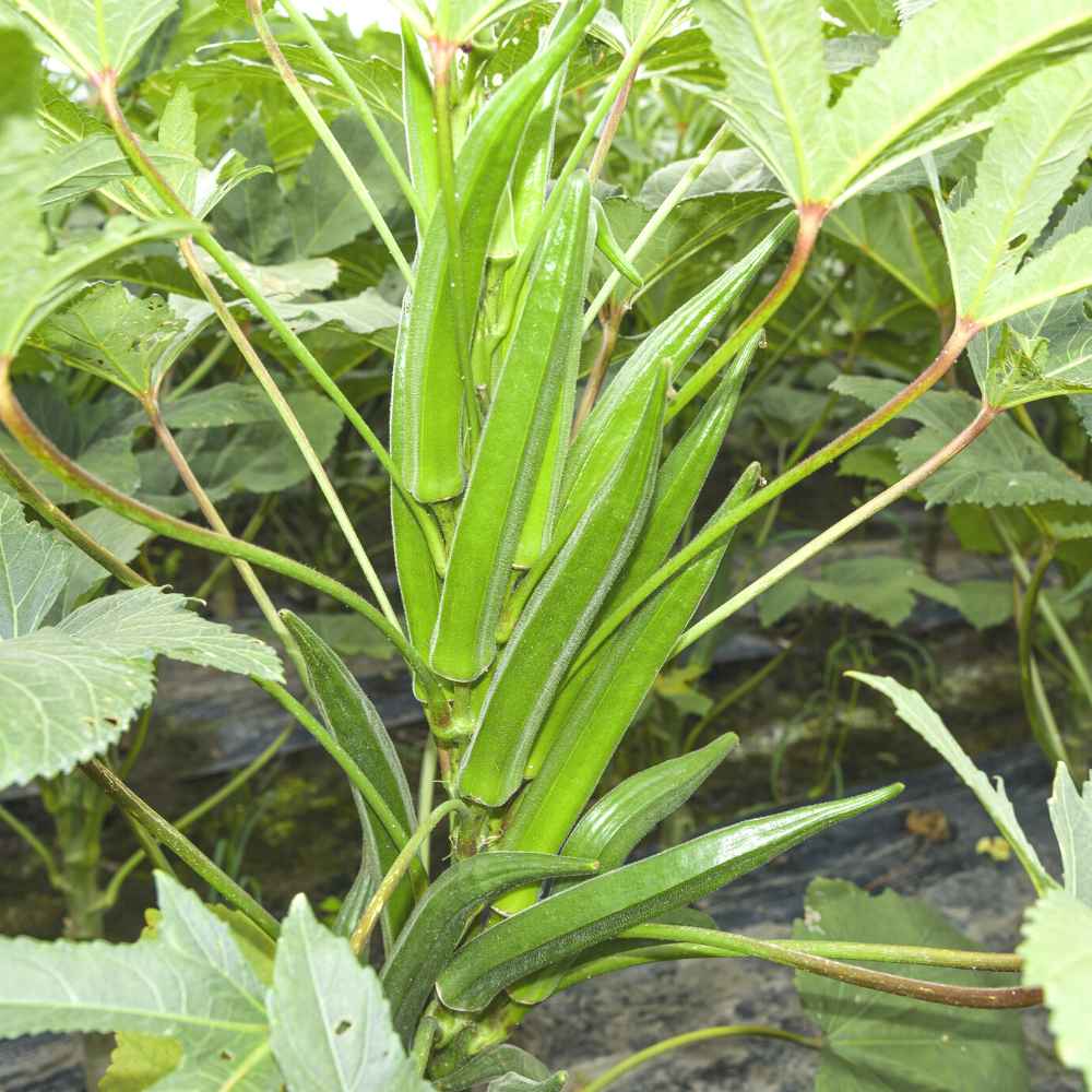 Okra F1 Hybrid Vasant 4 Vegetable Seeds