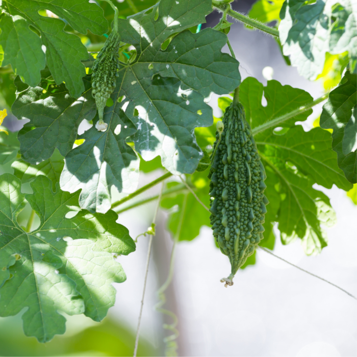 Bitter Gourd Vegetable Seeds