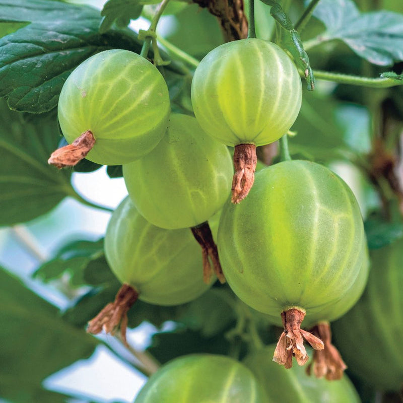 Fresh Gooseberry Seeds - Organic & High-Quality for Your Home Garden