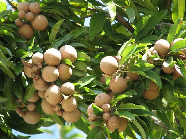 Organic Chikoo Fruit Seeds