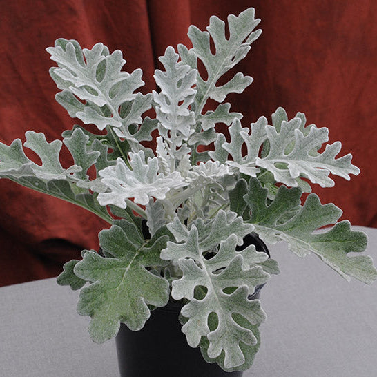 Cineraria Silver Dust Winter Flower Seeds