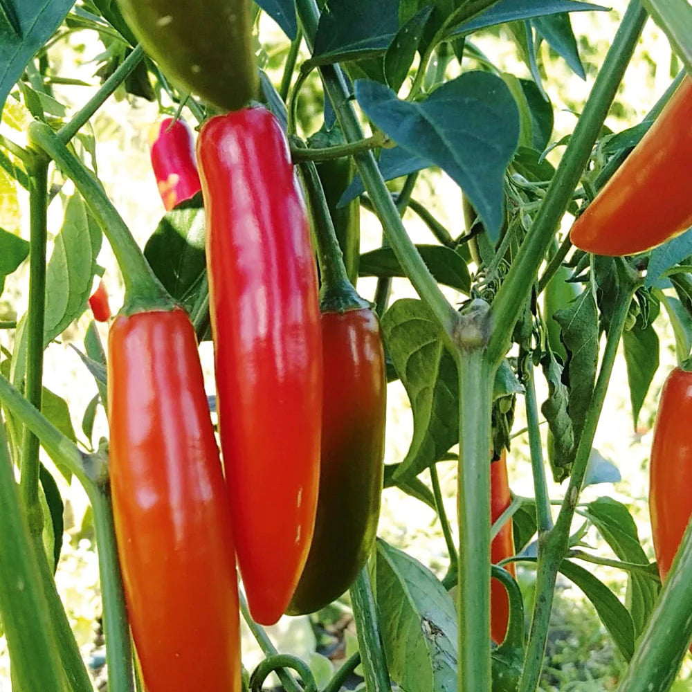 Chilli Pepper 'Sky BOR-10' Vegetable Seeds