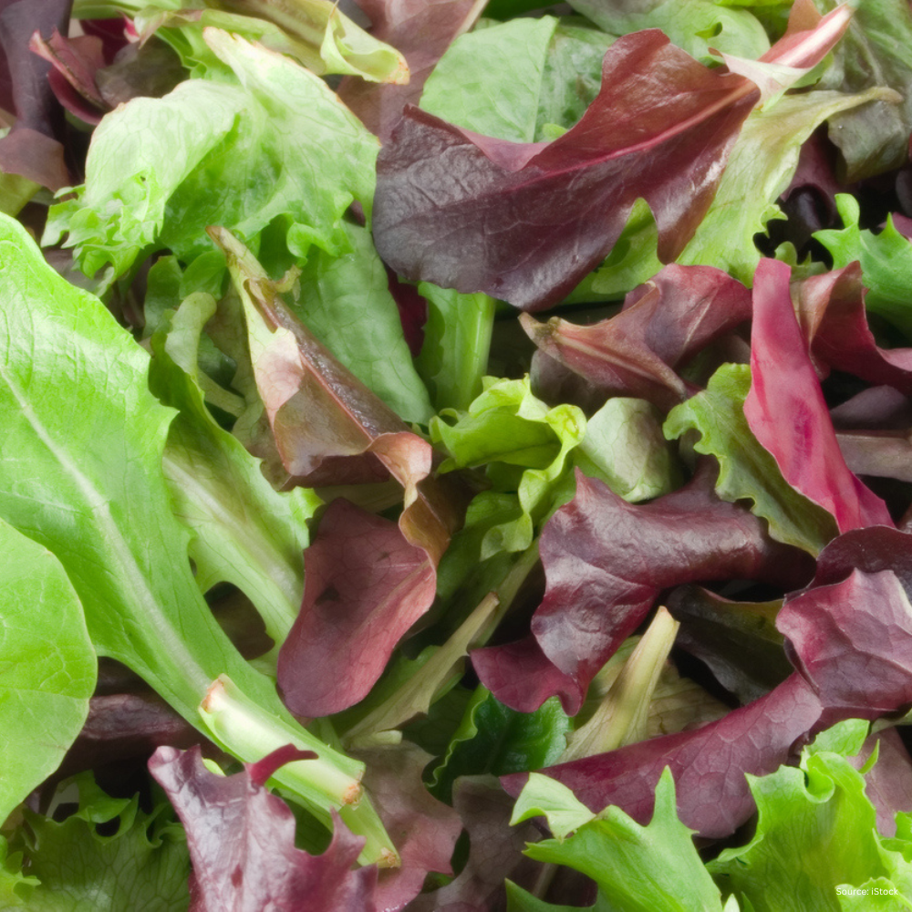 Fresh Mixed Lettuce Blend - 6 Varieties for a Crisp, Flavorful Salad Exotic Vegetable Seeds