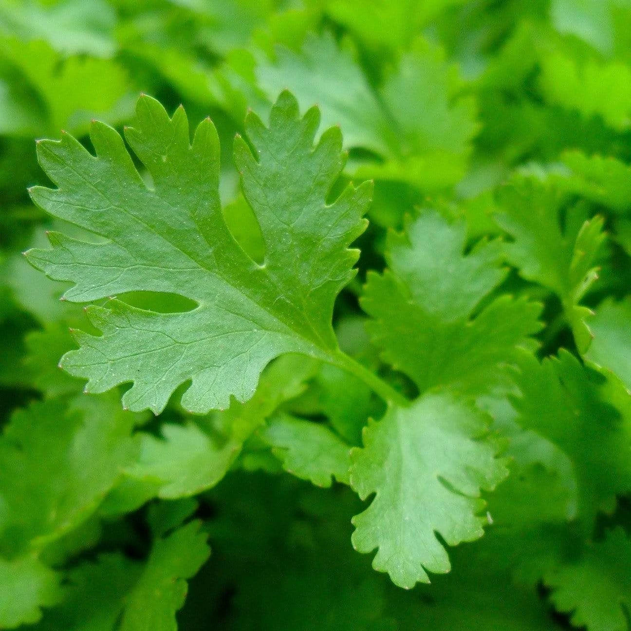 Flat Leaf Parsley Microgreens Seeds