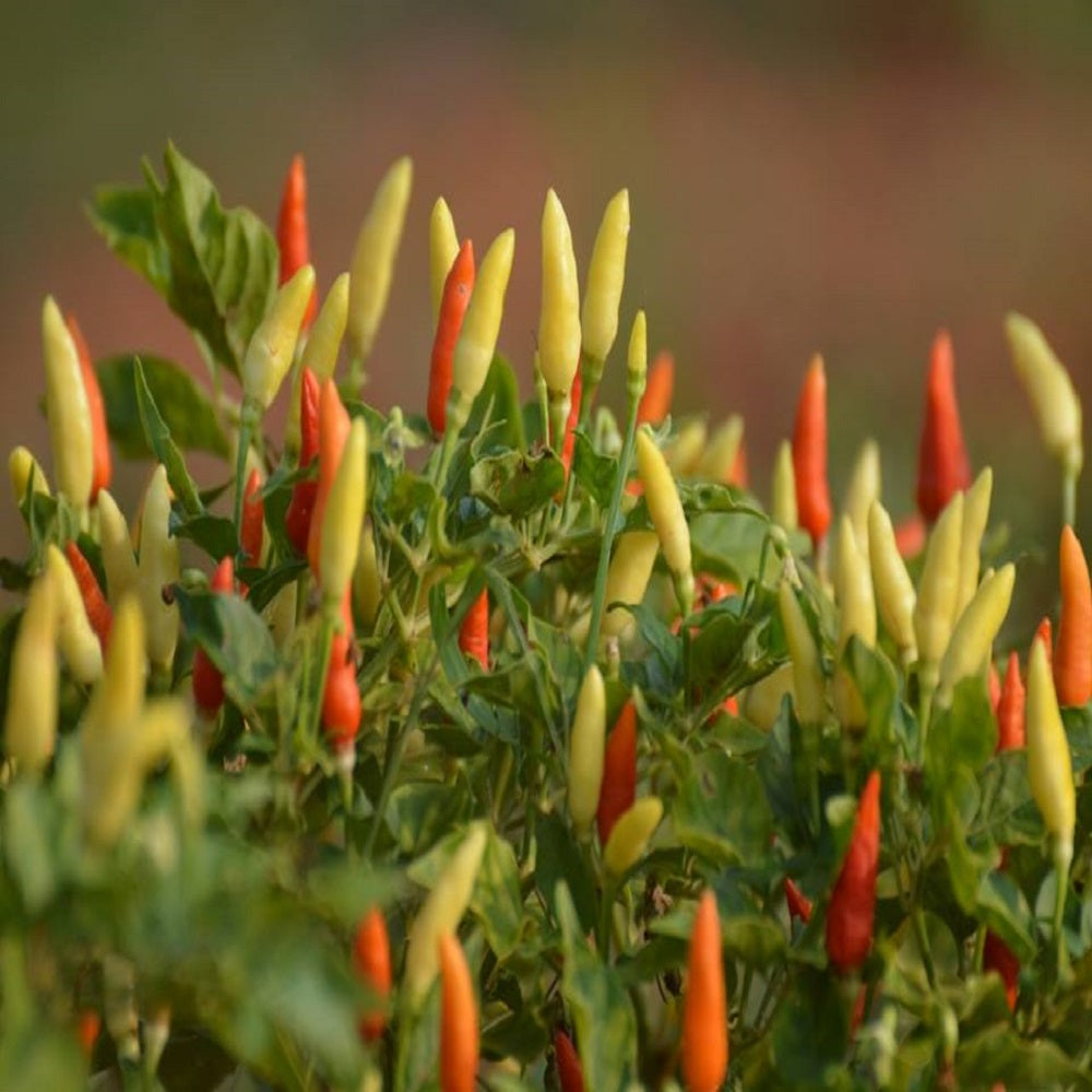 Chilli Surva Pariksha F1 Vegetable Seeds