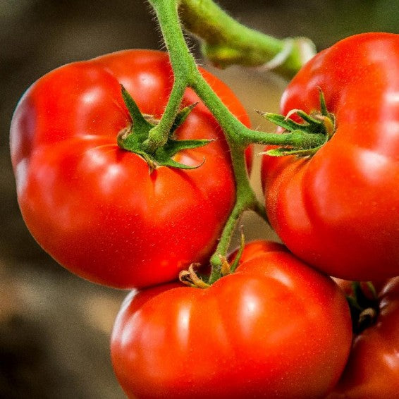Tomato Heirloom Marglobe Vegetable Seeds