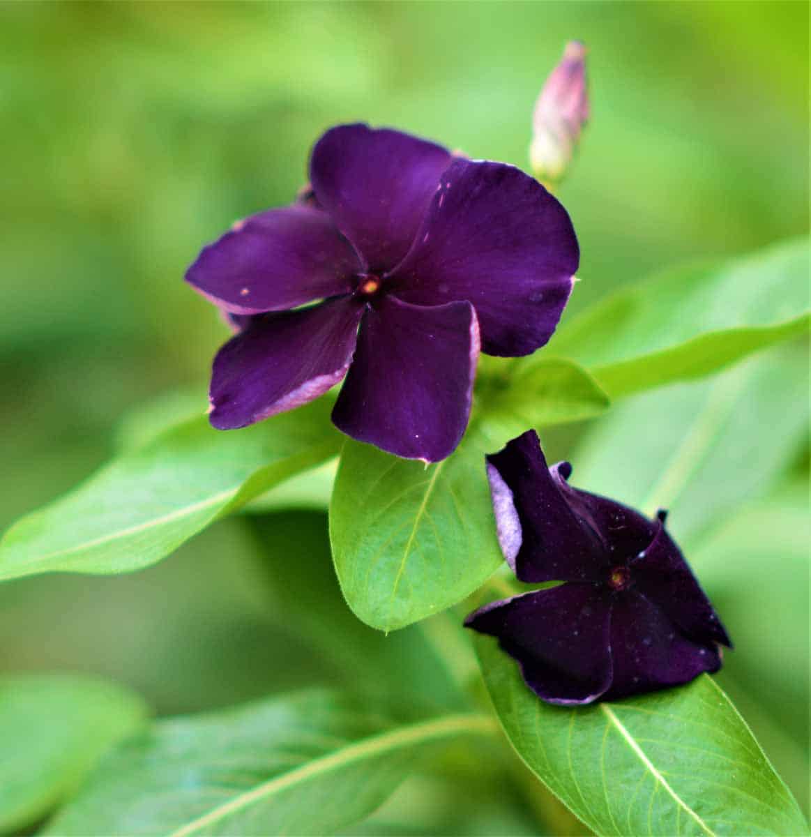 Nana Black Purple Flower Seeds