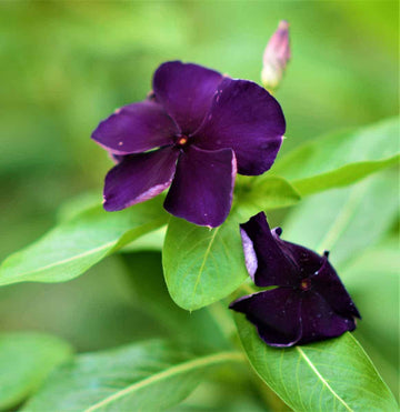 Nana Black Purple Flower Seeds