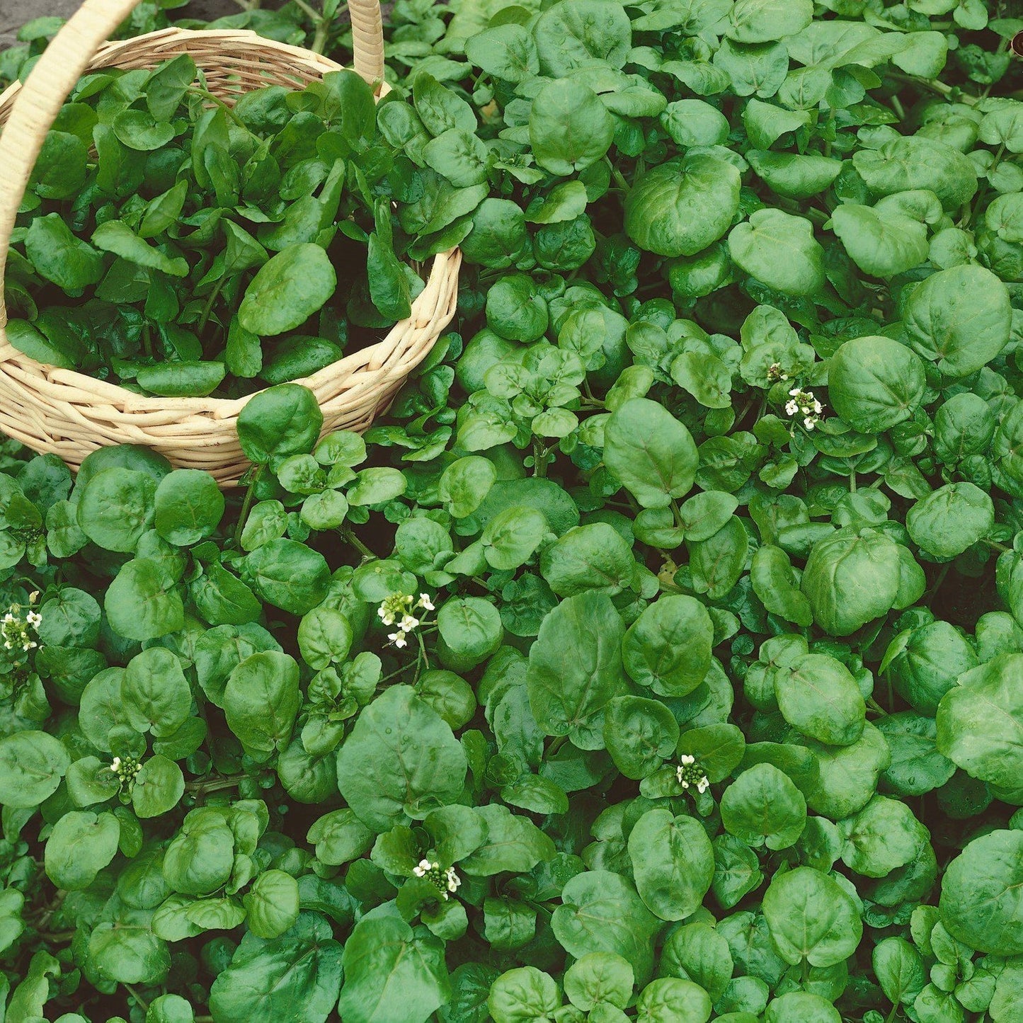 Watercress Imported Herb Seeds