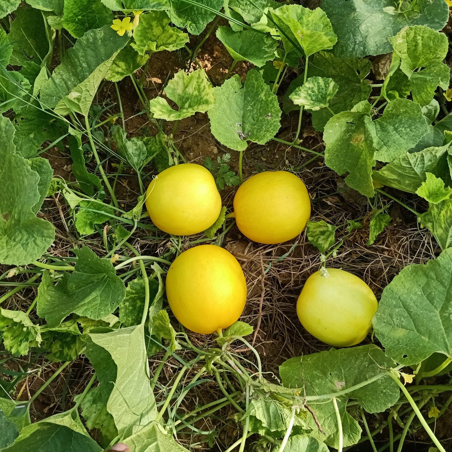 South Cucumber Yellow Round Vegetable Seeds