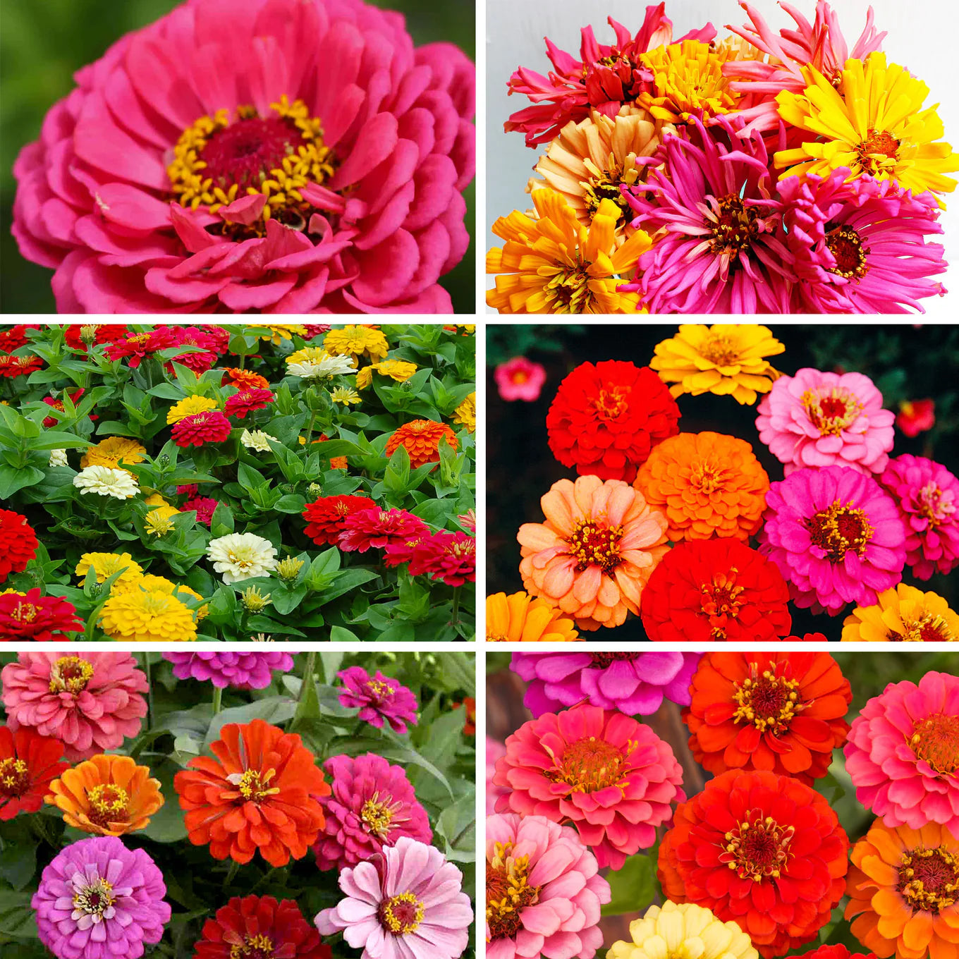 Zinnia Thumbelina Mixed Summer Flower Seeds