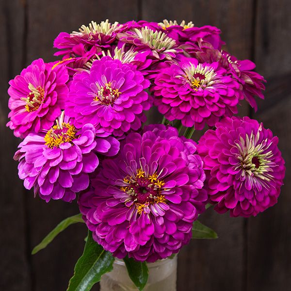 Zinnia F1 Elegans Purple Summer Flower Seeds