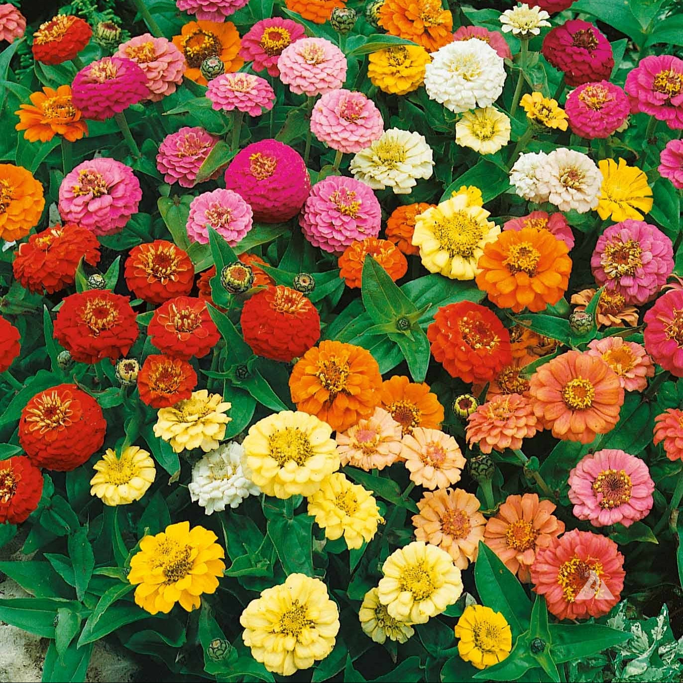 Zinnia Thumbelina Mixed Summer Flower Seeds