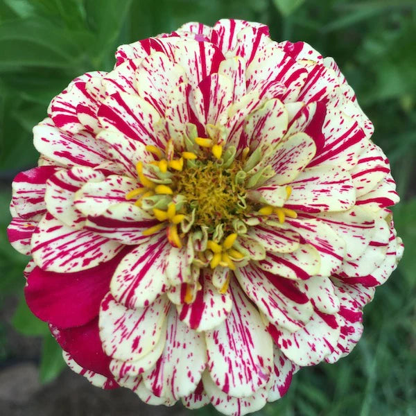 Zinnia Peppermint Stick Summer Flower Seeds