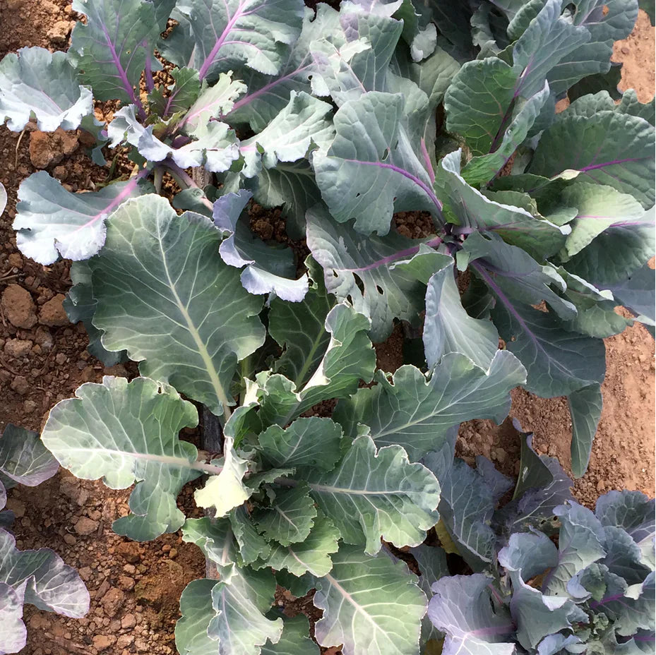 Purple Brassica Collard-Kale Microgreens Seeds