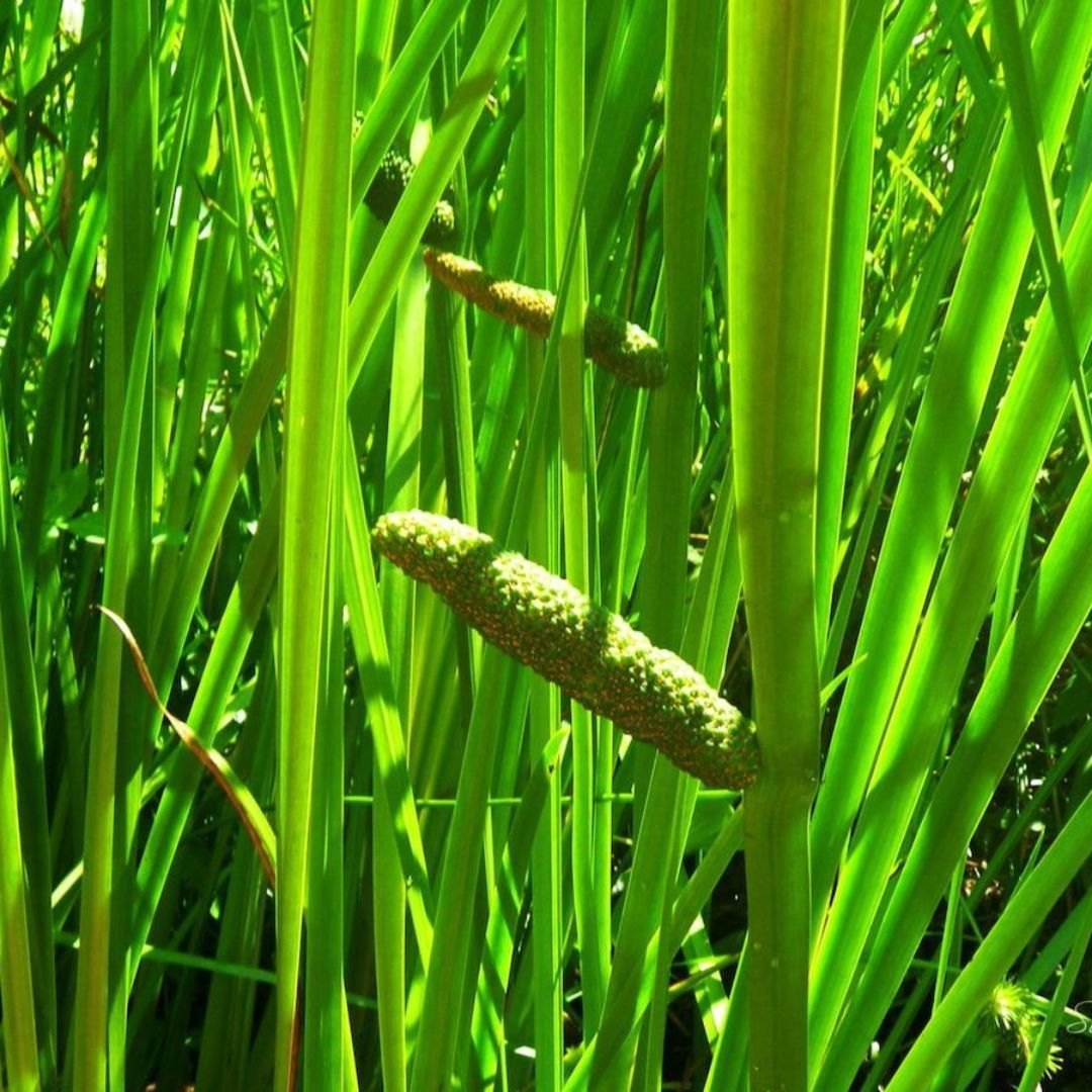 Acorus Calamus Herb Seeds