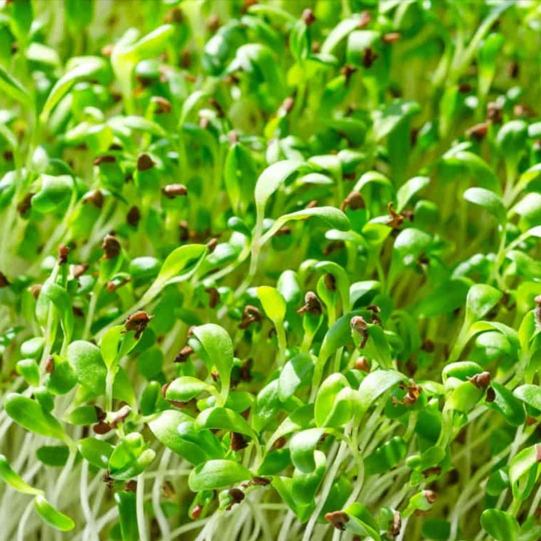 Alfa Alfa Imported Microgreens Seeds
