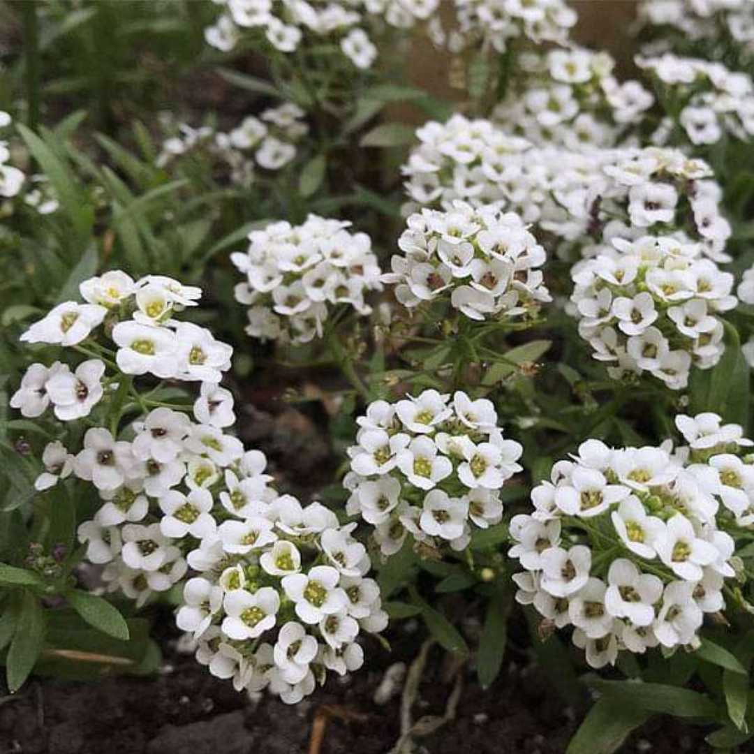 Alyssum Snow Carpet Mixed Seeds