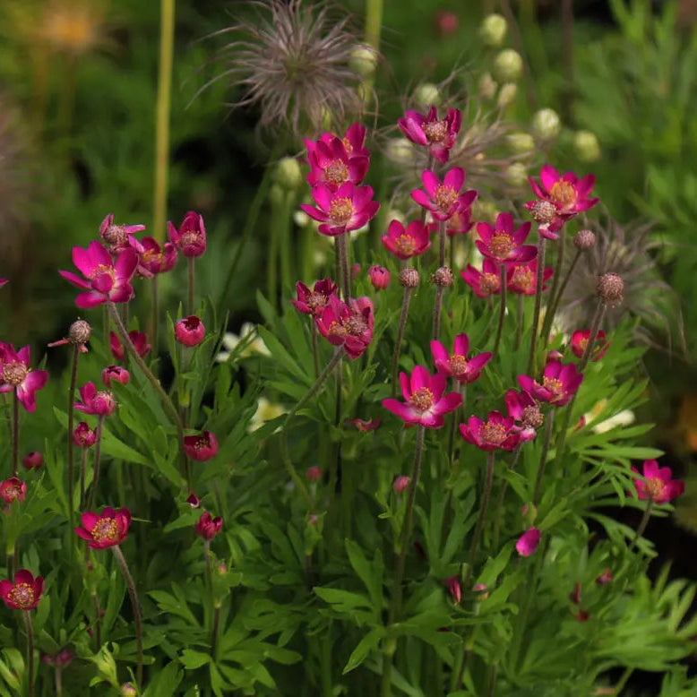 Anemone Multifida Mixed Seeds