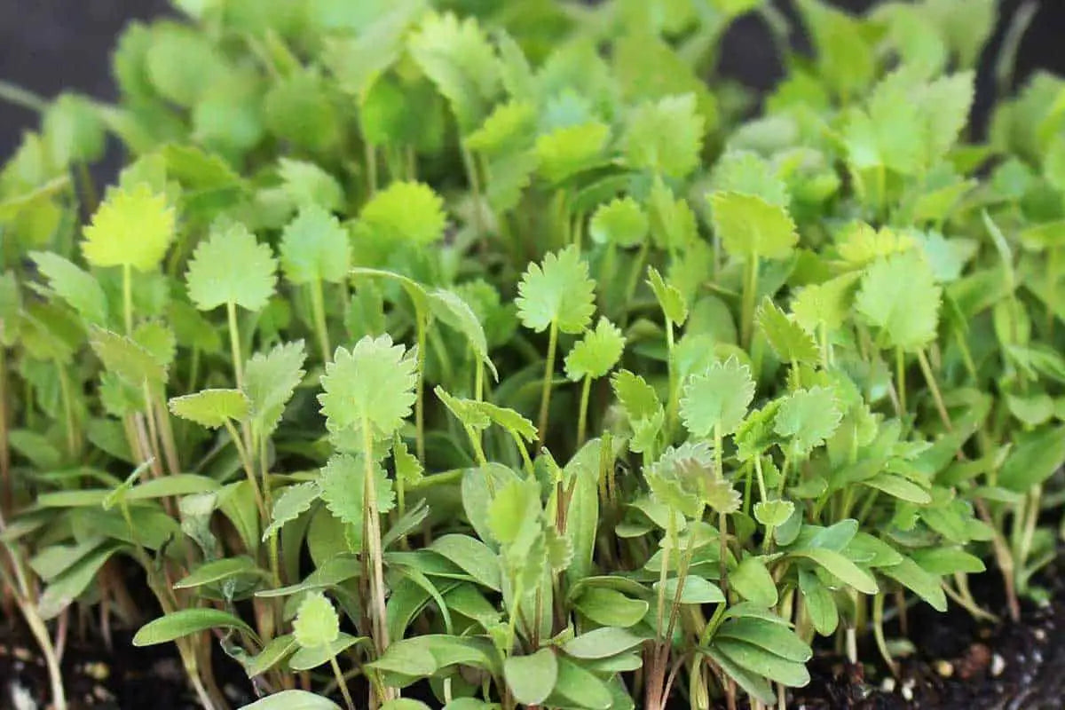 Anise Microgreens Seeds – Imported