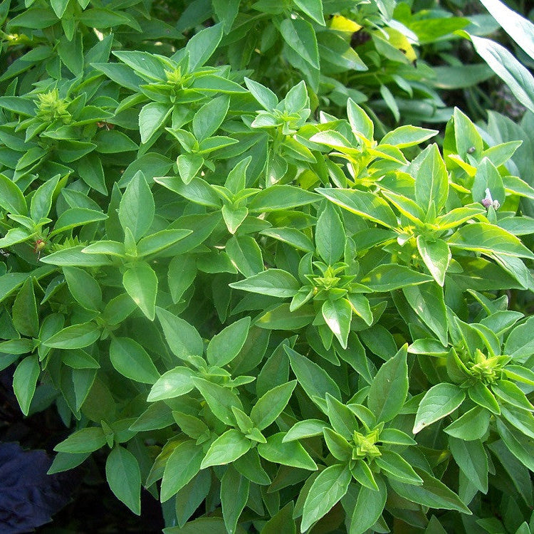 Basil Graco Small Leaf Basil Microgreens Seeds