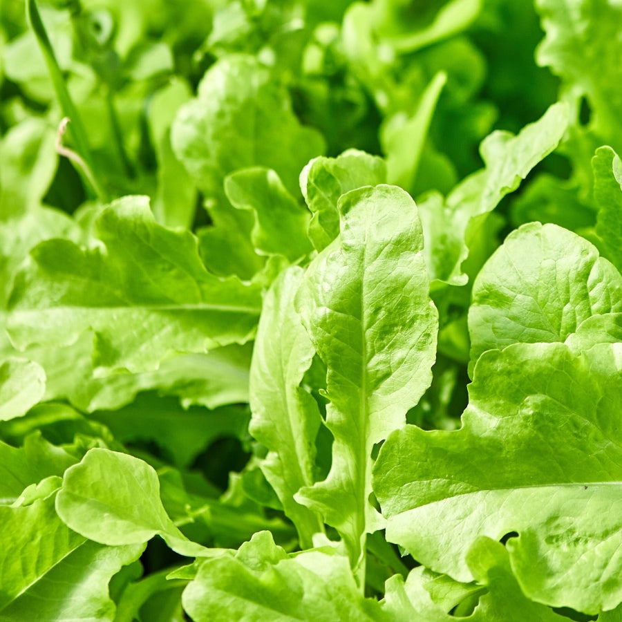 Fresh Cultivated Rocket (Arugula) Leaves – Organic & Flavorful Greens Exotic Vegetable Seeds
