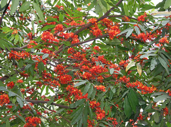 Ashok Tree Herb Seeds