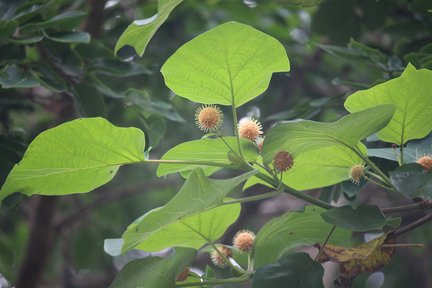 Adina Cordifolia Herb Seeds
