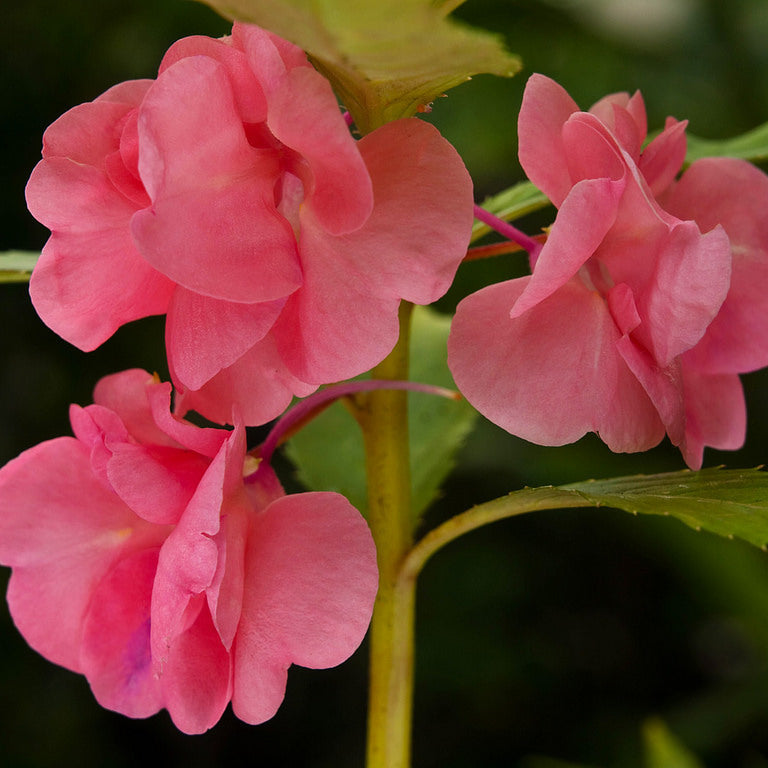 Balsam 'Rosemine' Summer Flower Seeds
