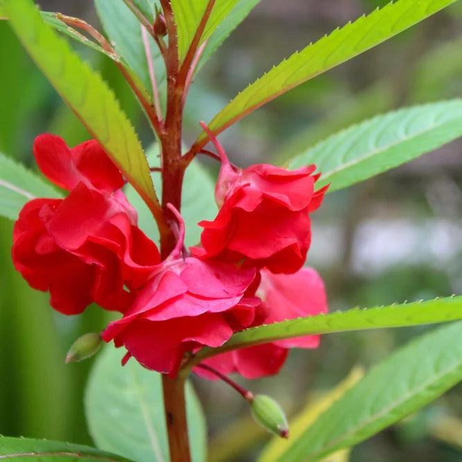 Balsam Red Flower Seeds