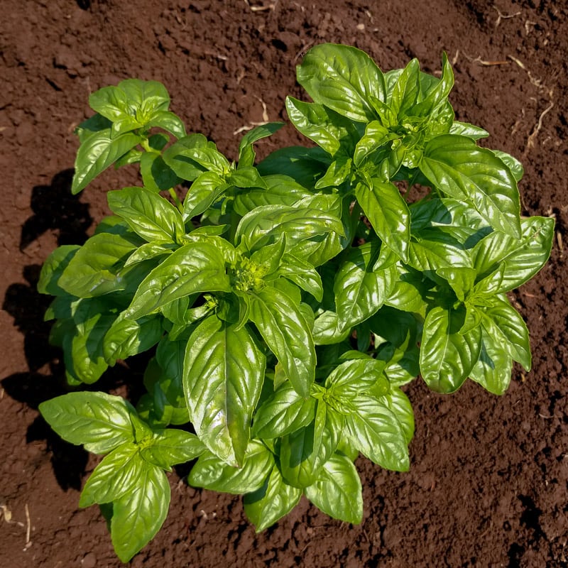 Basil Italian Broad Herb Seeds