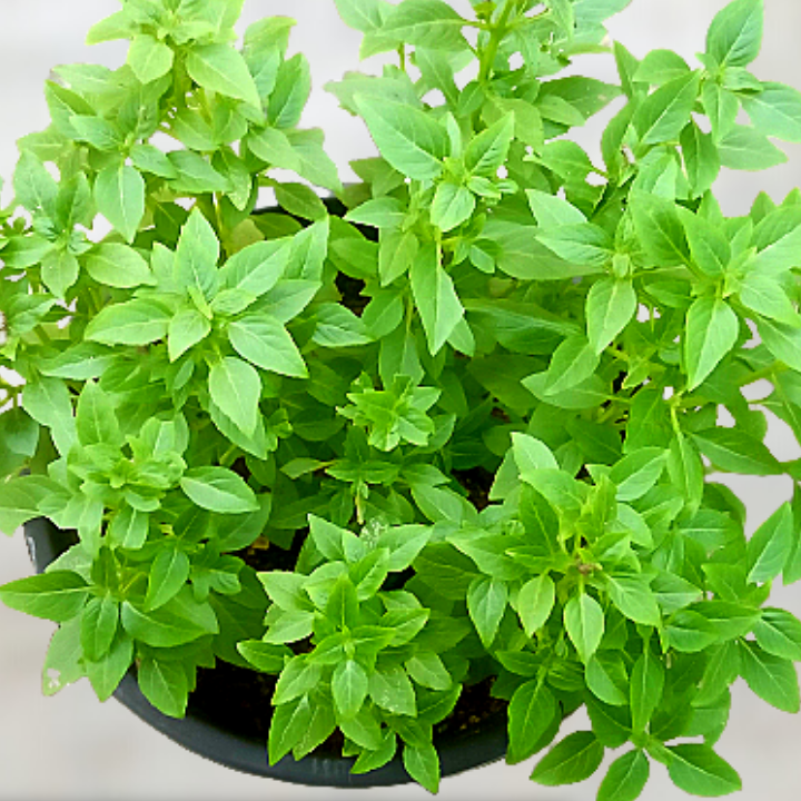 Basil Mint Basil Microgreens Seeds