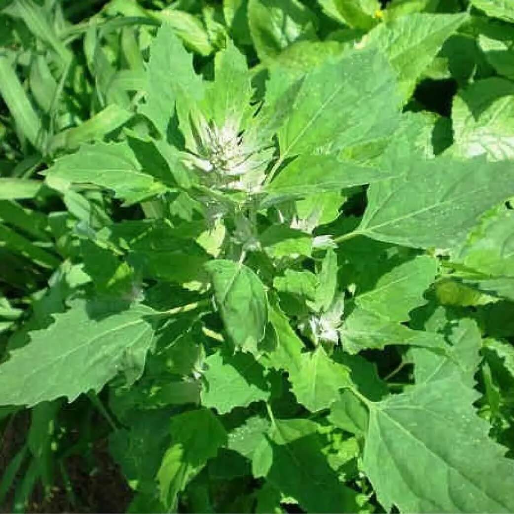 BATHUA Vegetable Seeds – Organic, High Germination Rate for Home Gardening