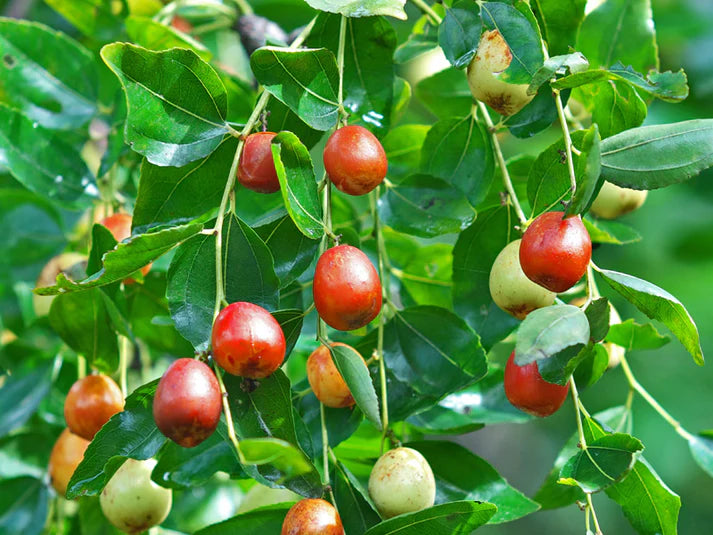 Gol Ber Fruit Seeds