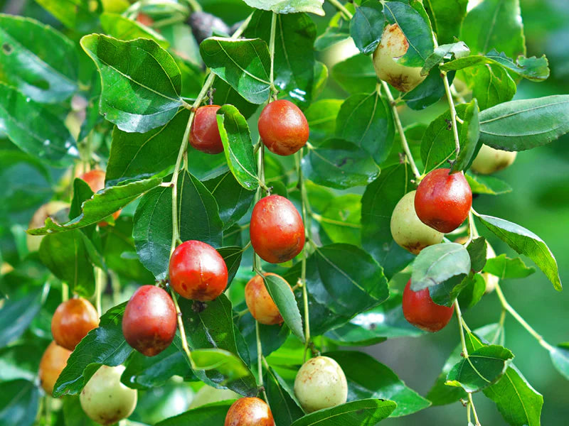 Premium Red Date Seeds