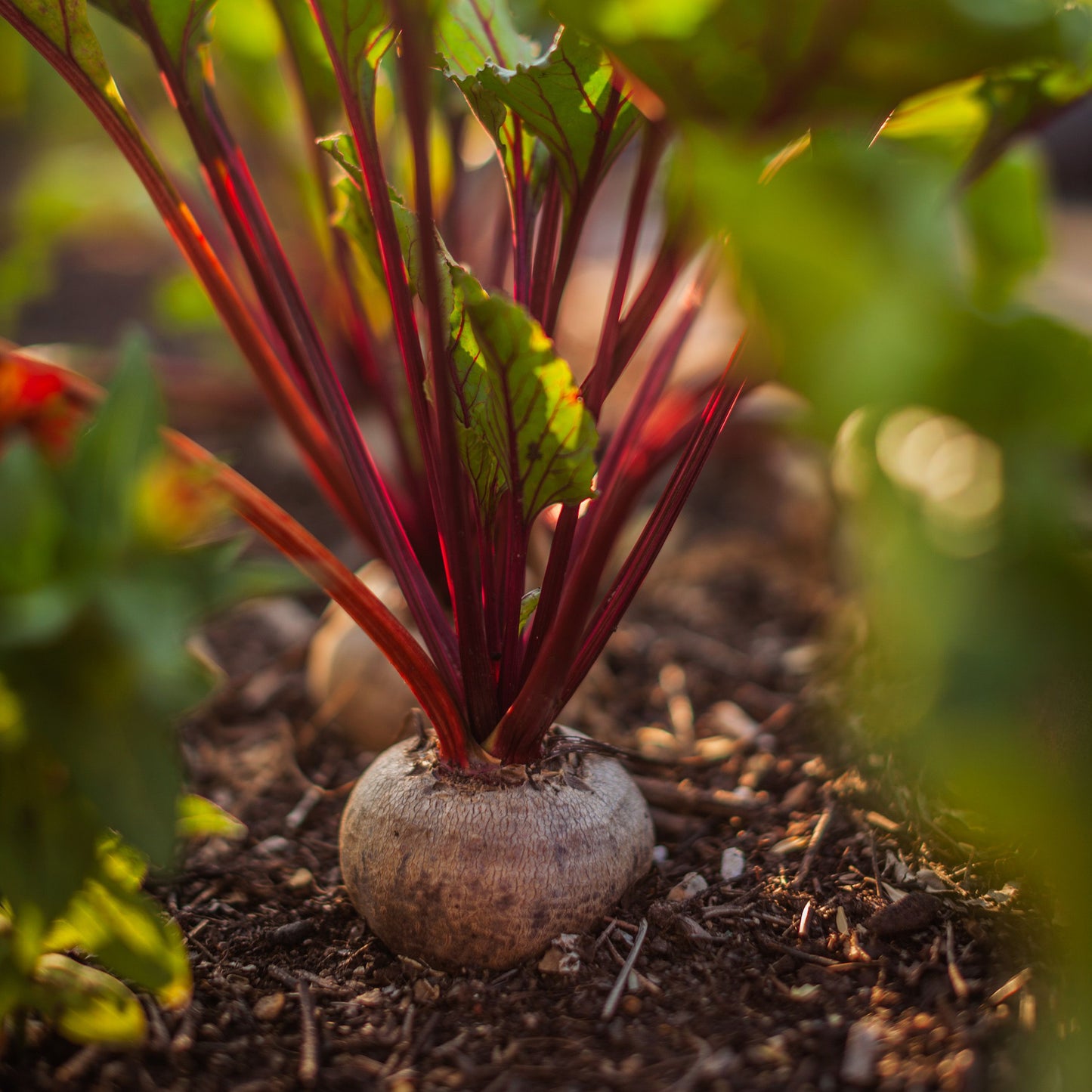 Beet Root F1 Hybrid Vegetable Seeds