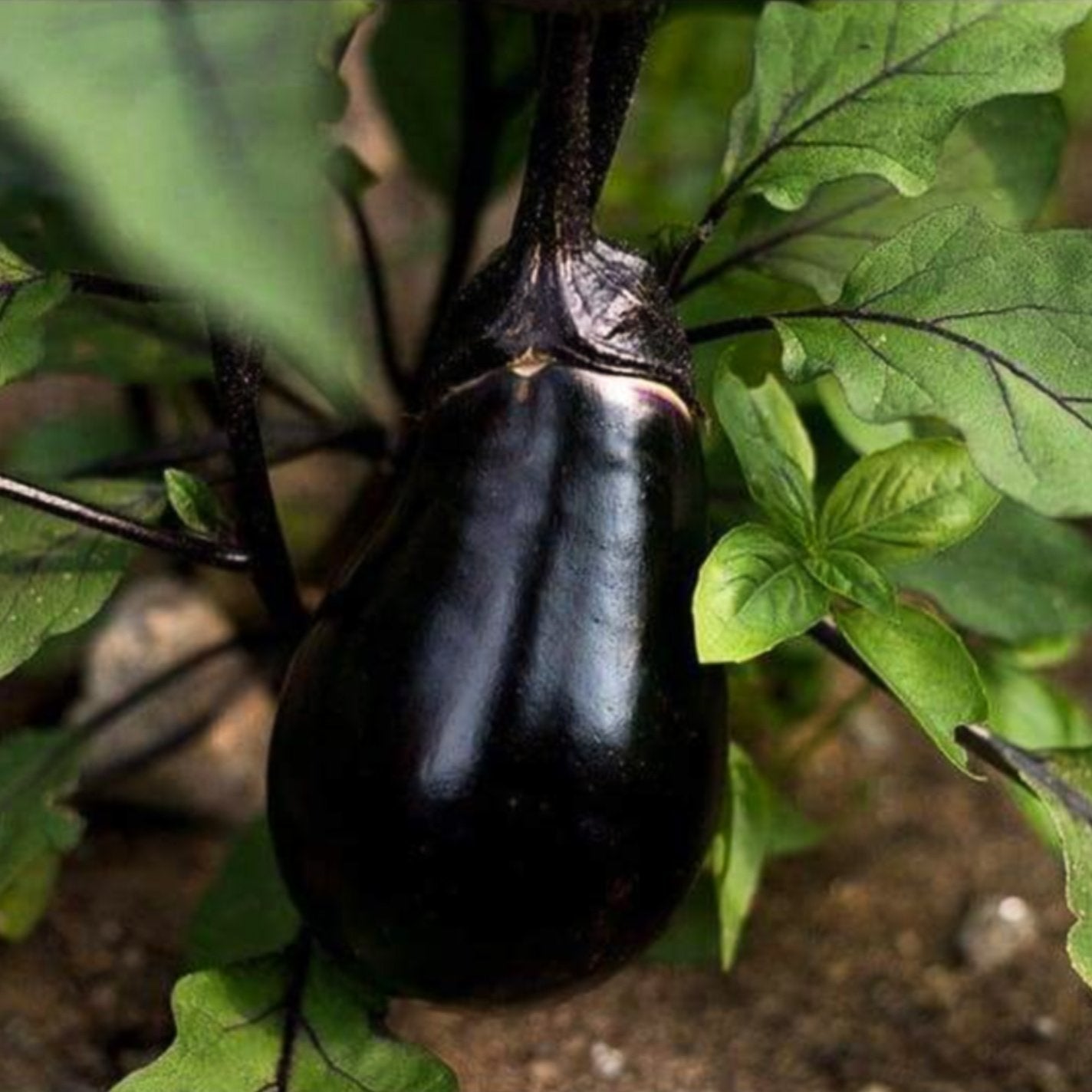Brinjal-Eggplant F1 Long Black Him Mani Vegetable Seeds