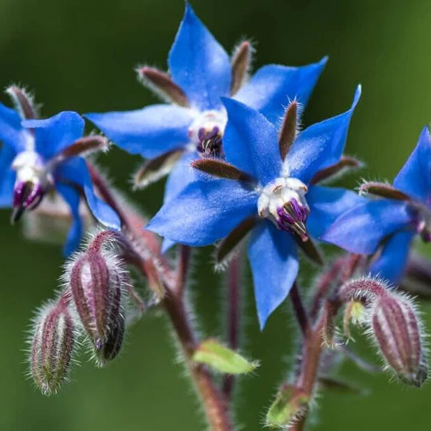 Borage Imported Herb Seeds
