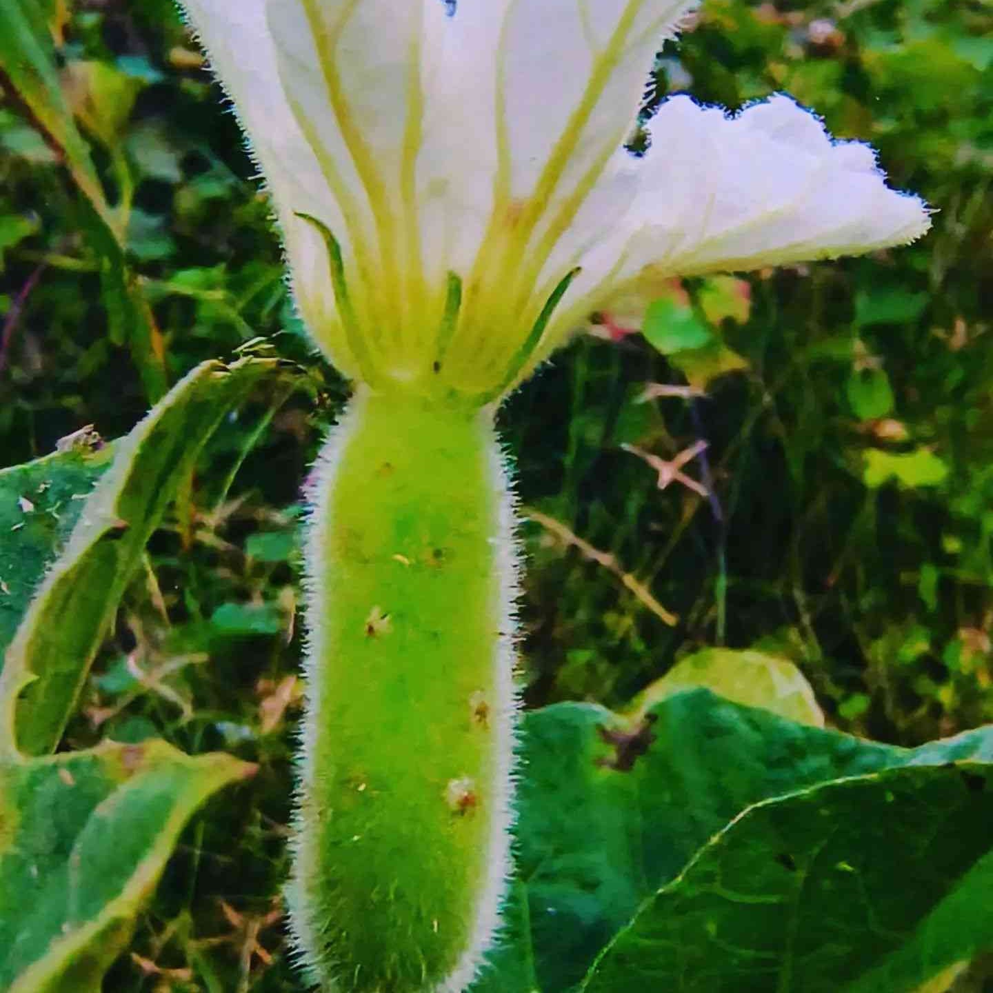 Bottle Gourd Vegetable Seeds